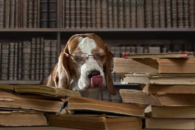 Hund sitzt vor einem Stapel alter Bücher als Symbol für eine veraltete Kundenkartei