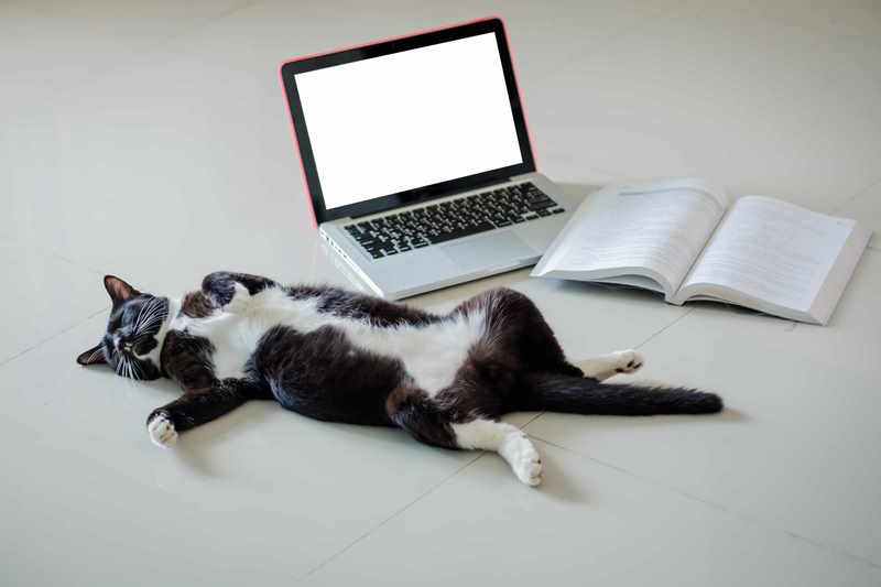Katze liegt vor einem Laptop